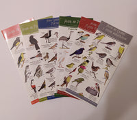 Birds of Uruguay brochures