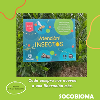 Cartas ¡Atención! Insectos