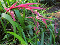 Bromeliad bilbergia plant 