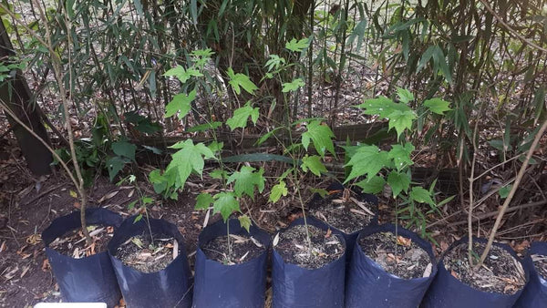 Abutilon pictum plant 