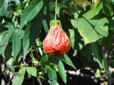 Abutilon pictum plant 